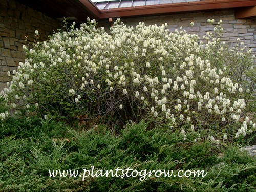 Dwarf Fothergilla (Fothergilla gardenii)  
An older plant blooming  (May 6)